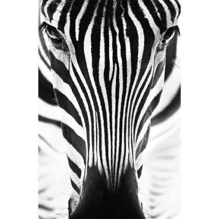 wanddecoratie zebra